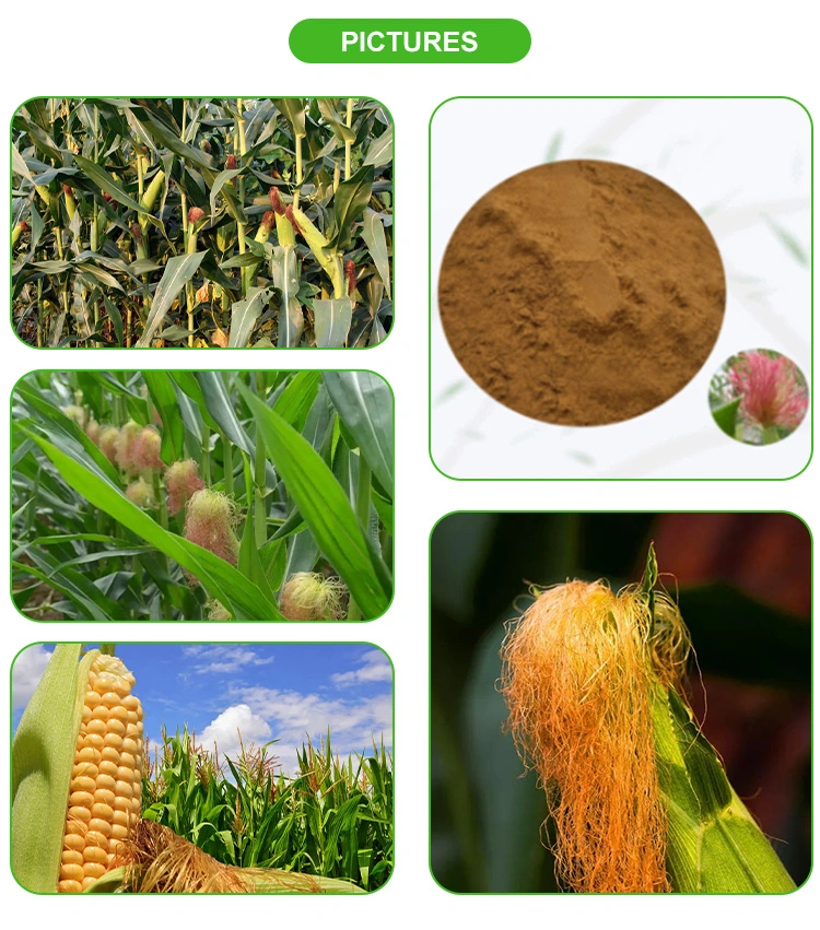 Natural Plant Extract Chinese Herb Stigmata Maydis Powder Corn Silk Extract